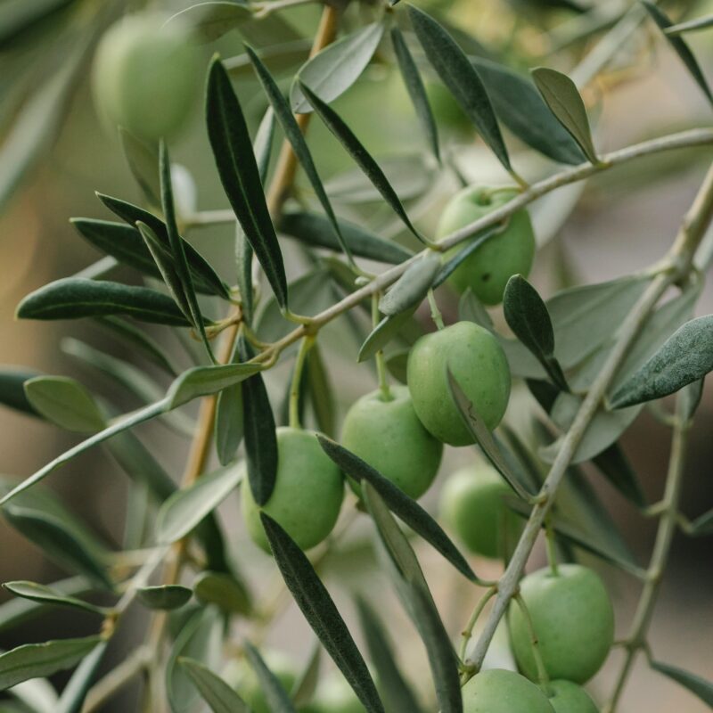 Azienda Agricola Loria