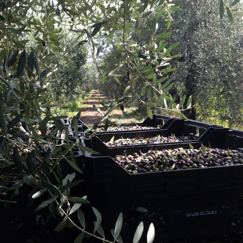 La Luna Del Casale Azienda Agricola Biologica