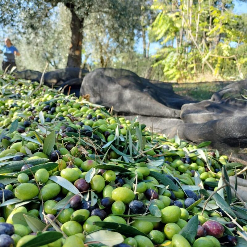 Azienda Agricola Bisceglie Raffaella