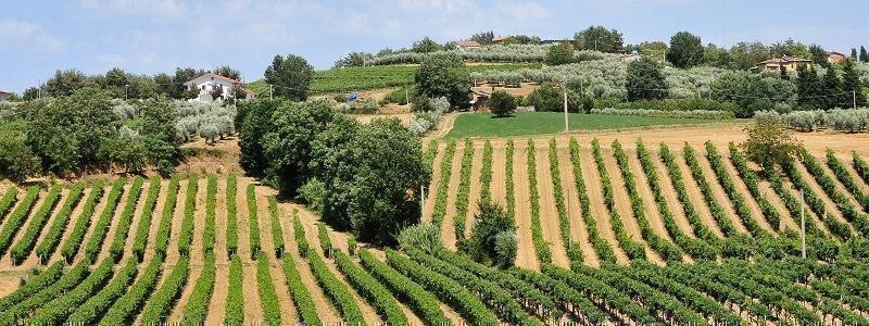 Az Agricola Brigante Domenico