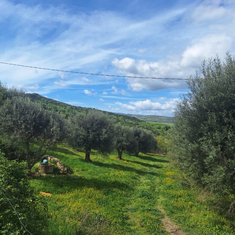 Azienda Agricola Marzocchi Franco