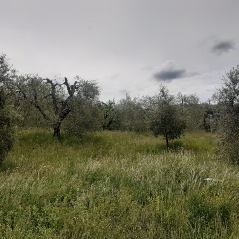 Azienda Agricola Monaci Francesco