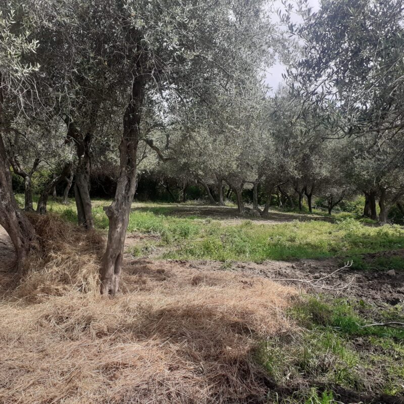 Azienda Agricola Ragnini Luca e Michele s.s. Società Agricola