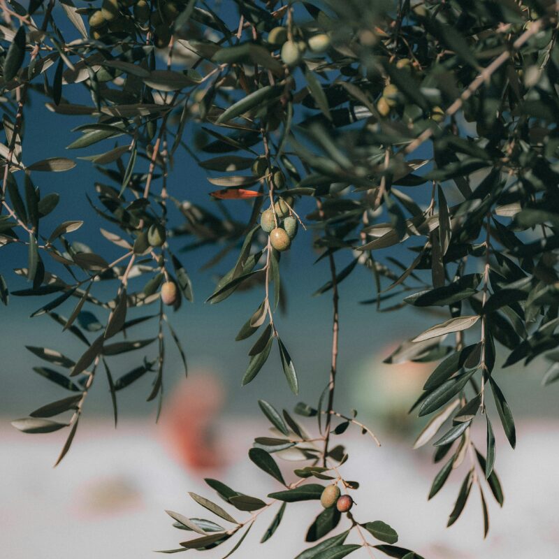 Az. Agr. Antonella Masi